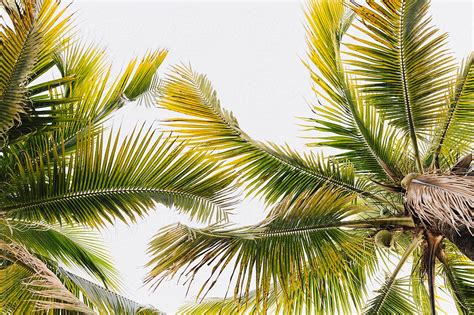 Coconut Palm Trees from below. Florida. by Kristin Duvall - Palm tree, Vacation - Stocksy United