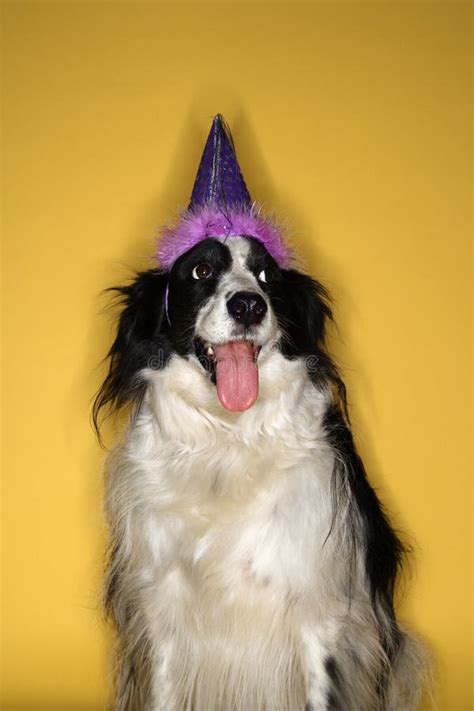 Dog Wearing Party Hat. Stock Photography - Image: 2045432