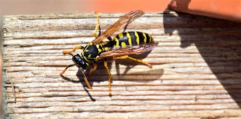 HD wallpaper: Wasp, Insect, Close, Nature, Animal, wood, german wasp, sting | Wallpaper Flare