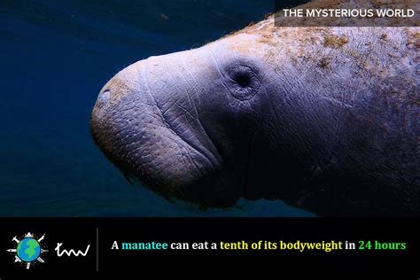 #animals #manatee #facts | Manatee facts, Manatee, Nature animals