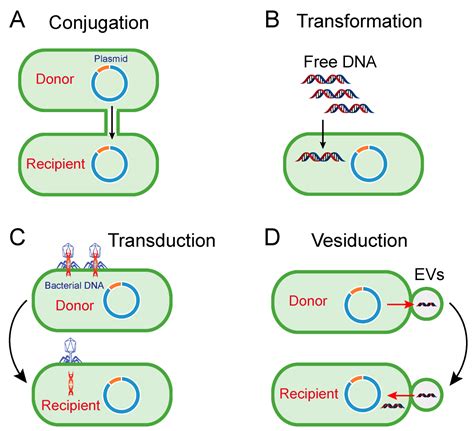 Microorganisms | Free Full-Text | Correlation between Exogenous ...