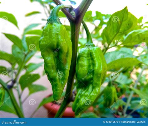 Naga king chillies stock photo. Image of hottest, pungent - 138015676