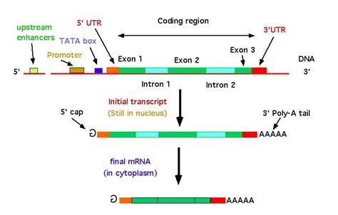 Gene Structure – CHENYUAN