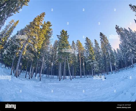 in the fir forest. winter Stock Photo - Alamy