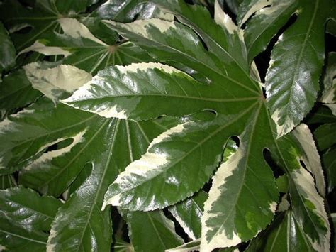 Variegated Japanese Aralia Fatsia japonica