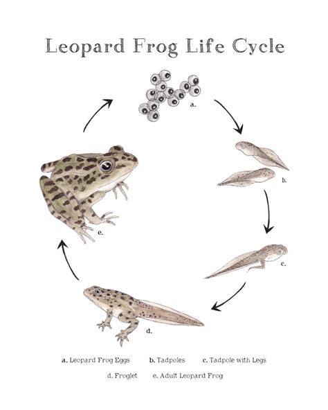 Leopard Frog Life Cycle Educational Printable Art A4 and - Etsy