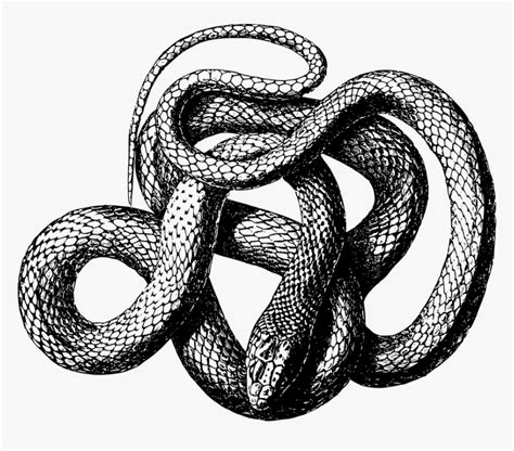 Transparent Rattlesnake Clipart Free - Snake Png Black And White, Png Download - kindpng
