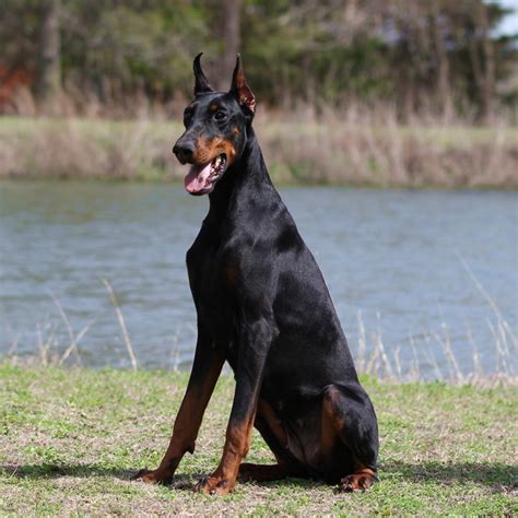 Are Doberman Pinscher Good Guard Dogs