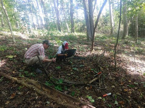 A Forest Farming Success Story | NC State Extension