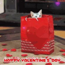 Happy Valentines Day Gif Cat