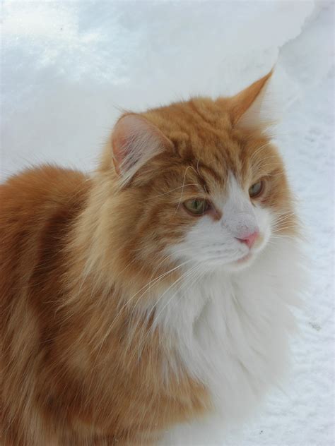 File:Norwegian Forest Cat in snow (closeup).jpg - Wikimedia Commons