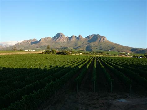 Cape Winelands Best Wine Estates | Here Is The List