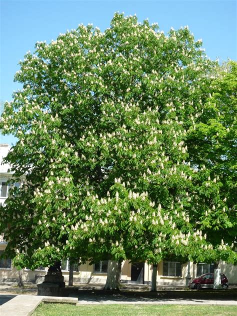 Horse Chestnut Tree Pictures, Facts on the Horse Chestnut Tree Species