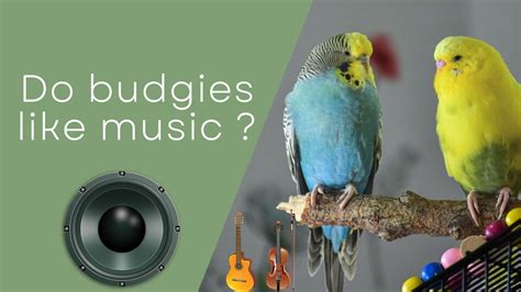 Does Budgie Enjoy Listening To Songs And Melodies?