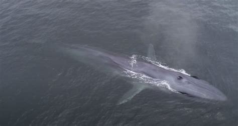 Rare hybrid whale spotted off coast of Santa Rosa Island | News Channel 3-12