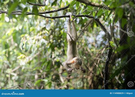 Baby Monkey Hanging on Tree Stock Image - Image of face, asian: 114988829