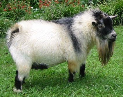 Pygmy Goat (American Pygmy) Info, Size, Lifespan, Temperament, and Pictures