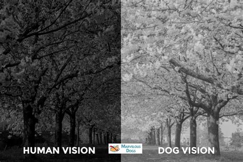 What Does A Dogs Vision Look Like At Night