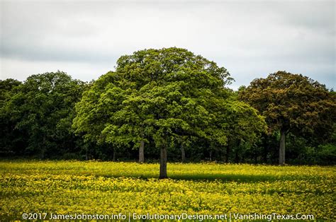 5 Texas Landscape Pictures - James Johnston