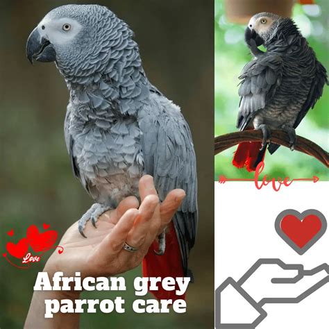 African grey parrot care