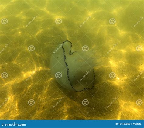 Marine Jellyfish, in a Natural Habitat Stock Image - Image of large, aquatic: 181409285