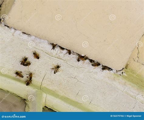 Honey Bee Nest in Old Masonry Stock Photo - Image of colony, garden: 56379766