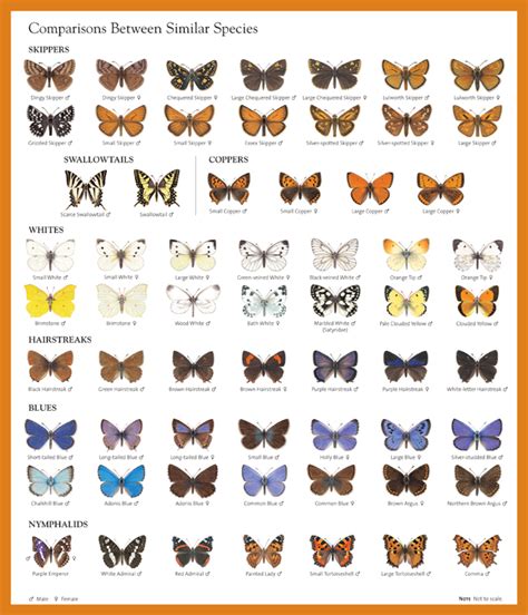 British Day Flying Moths Identification Guide FSC Moths Guide | ubicaciondepersonas.cdmx.gob.mx