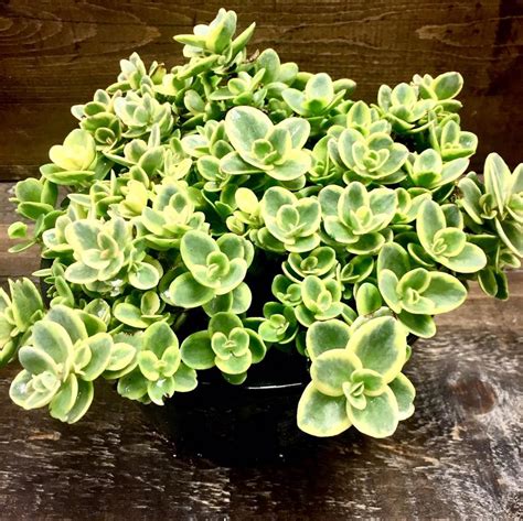 Sedum x 'Lime Twister' (PP24632) from NVK Nurseries