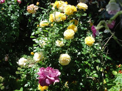 stephs world: Julia Child (floribunda) rose