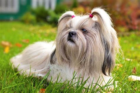 250+ Fantastic Shih Tzu Names - My Dog's Name