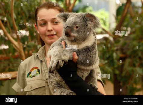 Female keeper holding koala at the Lone Pine Koala Sanctuary in Brisbane,Queensland,Australia ...