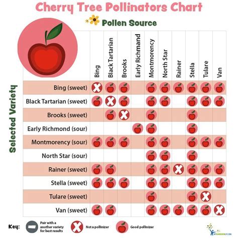 Pear Tree Pollination Chart