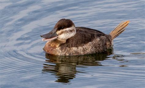 Ruddy Duck | San Diego Bird Spot