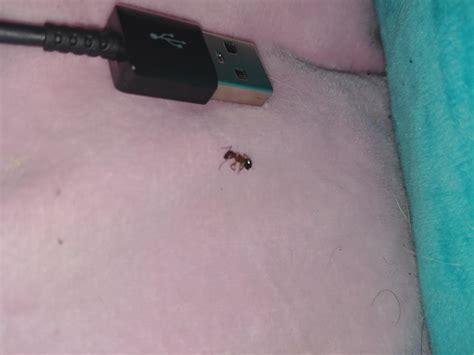 Why Have I Got Ants In My Bedroom - Bedroom Poster