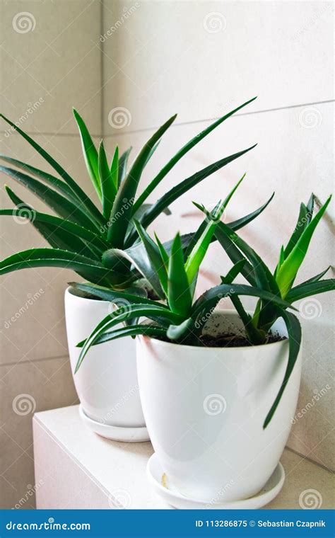 Medical Herb Aloe Vera in Pots on Bathroom Shelf Stock Image - Image of items, white: 113286875