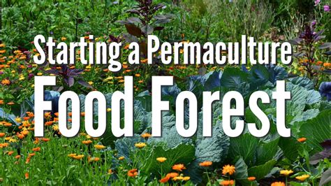 Starting a Permaculture Food Forest