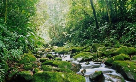 Monteverde Cloud Forest, Costa Rica – Pitt Plus3 Program