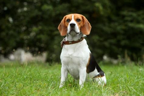 500+ Most Popular Beagle Names For Your Dog - K9 Web