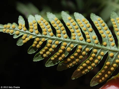 Polypodium virginianum (Common Polypody): Minnesota Wildflowers