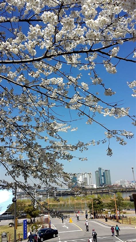 korea’s cherry blossom festival | paw steps around the world