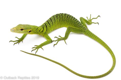 Emerald Tree Monitor | Outback Reptiles