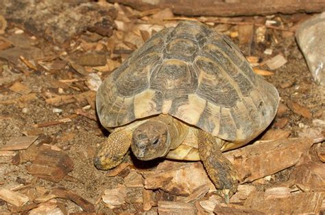 Hermann's Tortoise Information and Pictures - PetGuide | PetGuide