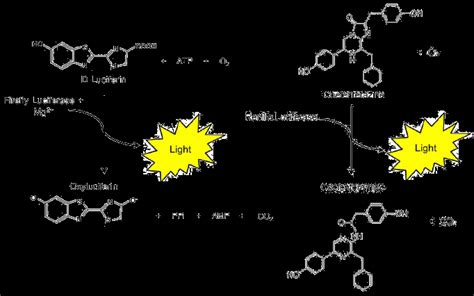 TWO-Step™ Luciferase Assay System