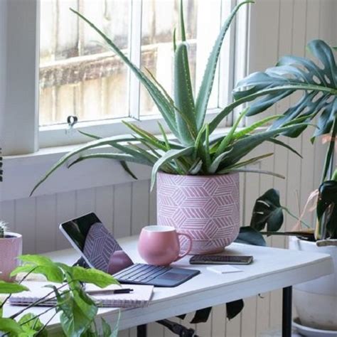 26 Best Office Desk Plants That Don’t Need Space – Thuy San Plus