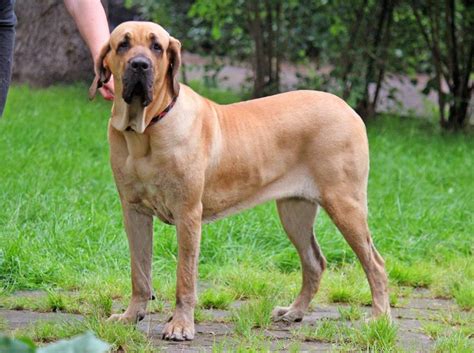 Fila Brasileiro - Temperament, Lifespan, Shedding, Puppy