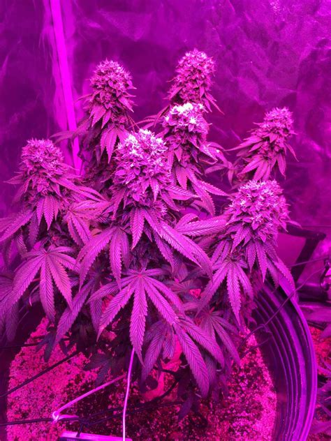 Which LED Grow Lights Are Best for Growing Cannabis? | Grow Weed Easy