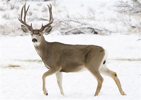 Mule deer - Wikipedia