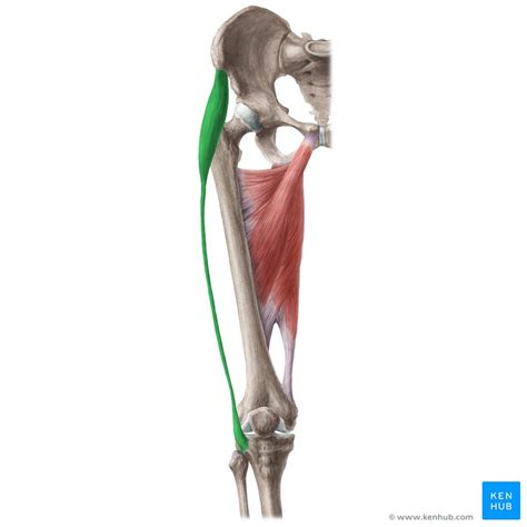 Tensor fasciae latae muscle: Anatomy and function | Kenhub