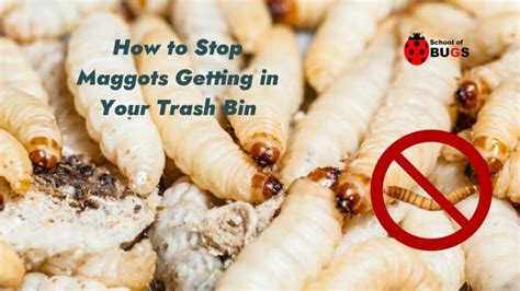 How to Stop Maggots Getting in Your Trash Bin – School Of Bugs