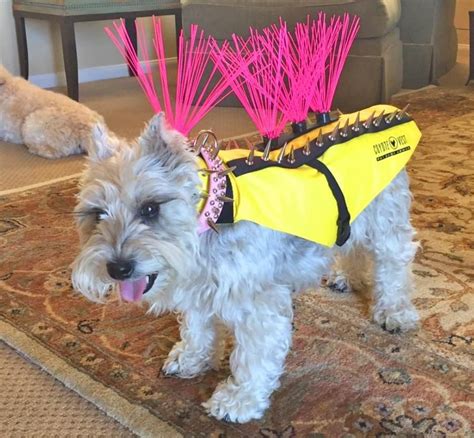 Coyote Vest: Spiked Dog Harness Protects Against Coyotes and Birds of Prey Barkpost, Dog Safety ...